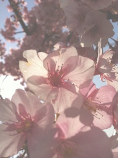 梅より桜
